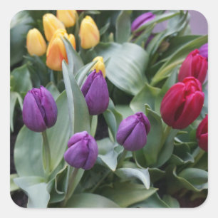 Aufkleber für rote, gelbe und Lila Tulips