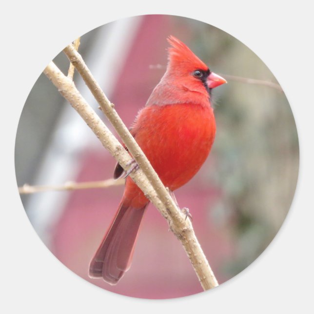 Aufkleber für Rote Kardinäle (Vorderseite)