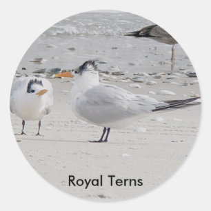 Aufkleber für Royal Tern Baby