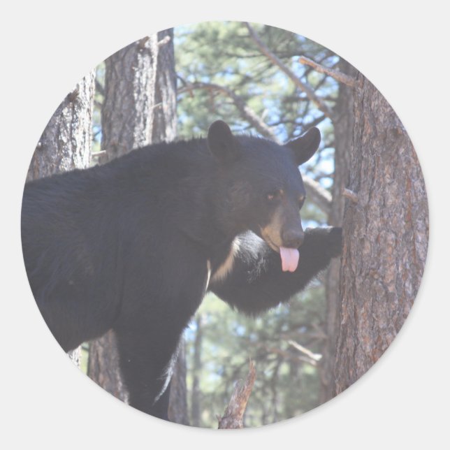 Aufkleber für schwarze Bären (Vorderseite)