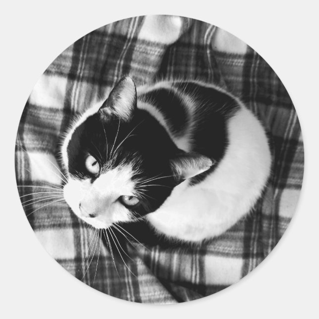Aufkleber für schwarze und weiße Katzen (Vorderseite)
