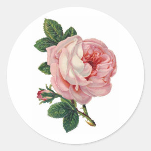 Aufkleber für Viktorianische Rose
