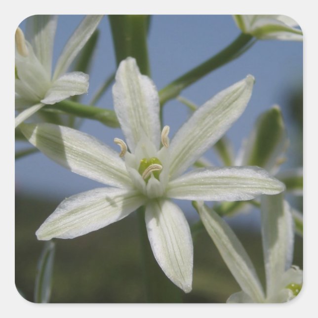 Aufkleber für weiße Blume (Vorderseite)