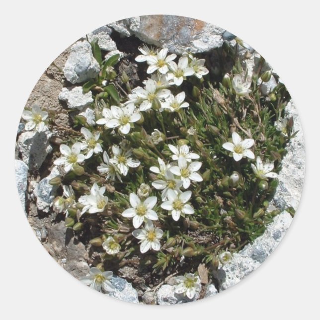 Aufkleber für weiße Blume (Vorderseite)