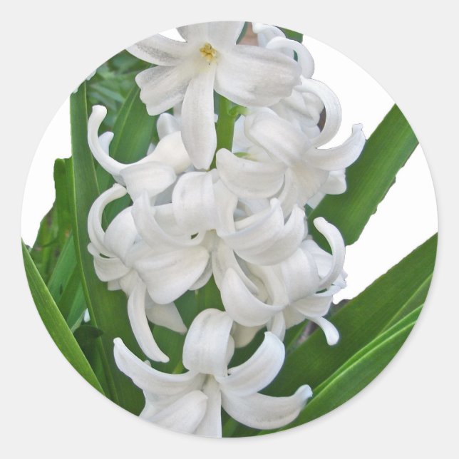 Aufkleber für weiße Hyacinths (Vorderseite)