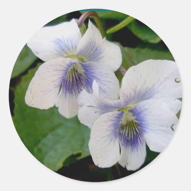 Aufkleber für weiße Violettpaare (Vorderseite)