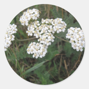 Aufkleber für weiße Wildblumen