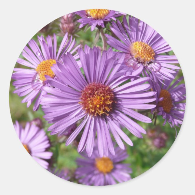 Aufkleber für wild lebende Blume (Vorderseite)