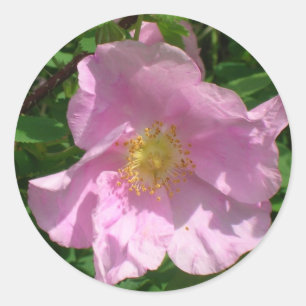 Aufkleber für wild lebende Rose