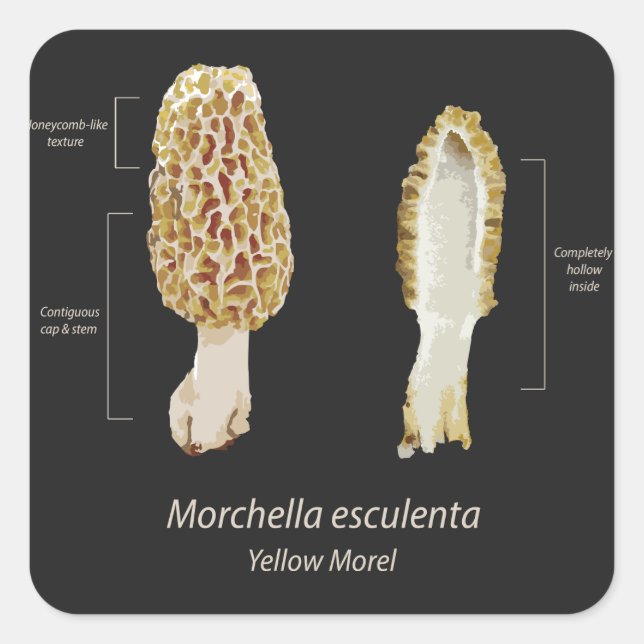 Aufkleber Gelber Mörtel Morchella esculenta (Vorderseite)