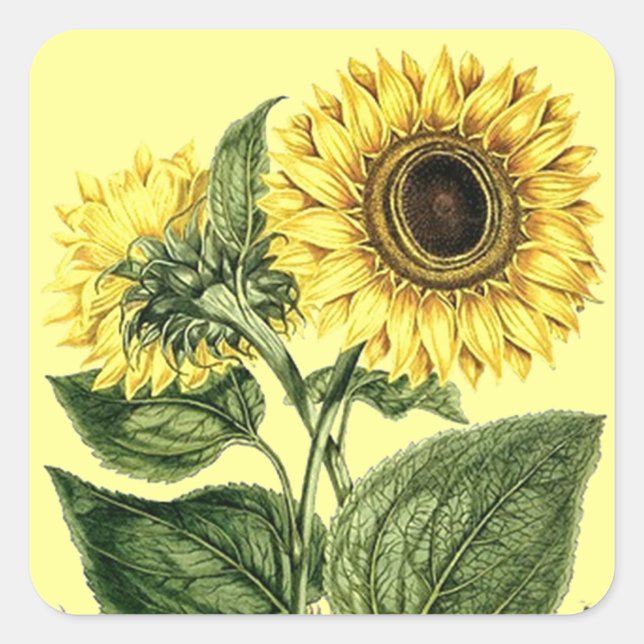 Aufkleber Heirloom Sonnenblume Botanische Blume (Vorderseite)