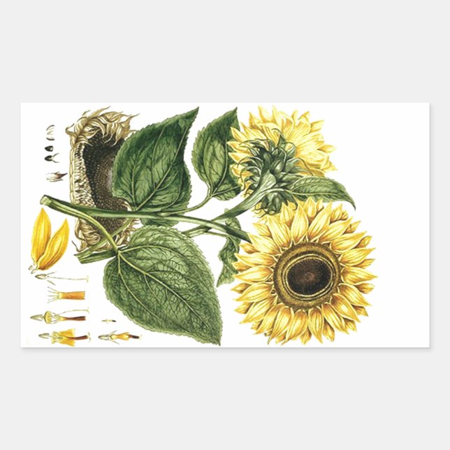 Aufkleber Heirloom Sonnenblume Botanische Blume (Vorderseite)