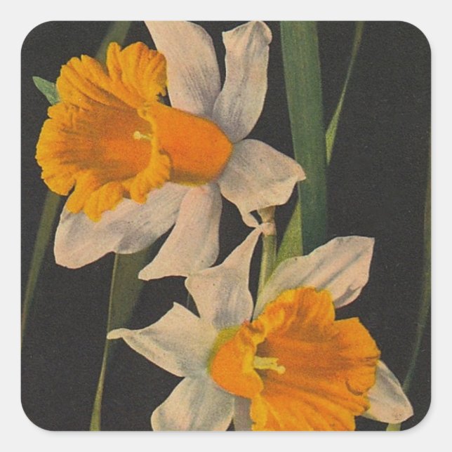 Aufkleber Jonquil Night Blume Daffodien Gartenarbe (Vorderseite)