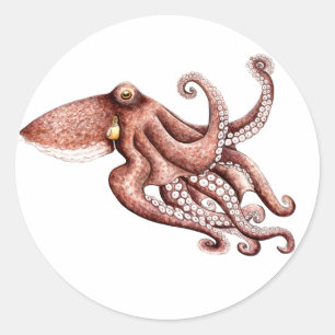 Aufkleber Krake Octopus vulgaris