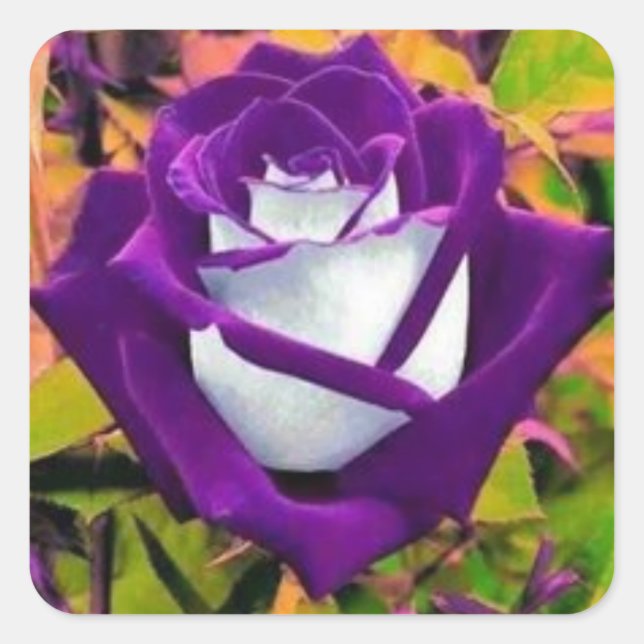 Aufkleber mit einer lila und weißen Rose (Vorderseite)