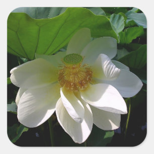 Aufkleber mit empfindlicher weißer Lotos-Blume