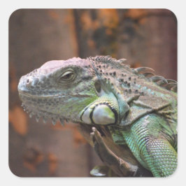 Aufkleber mit farbiger Iguana-Eidechse