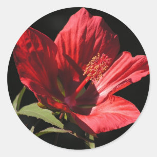 Aufkleber mit Großer Roter Hibiskus (Hibiskus cocc