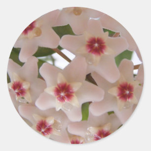 Aufkleber mit Hoya-Carnosa-Blume