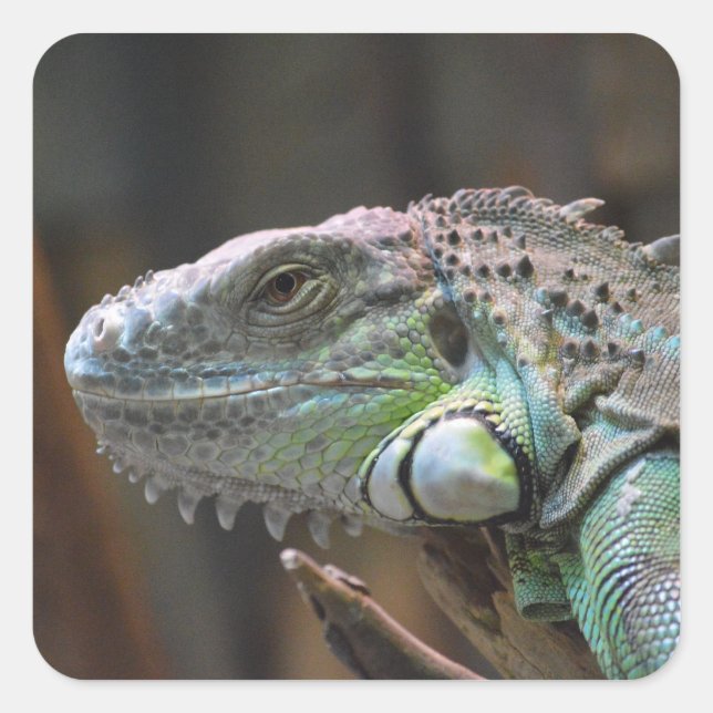 Aufkleber mit Kopf der farbigen Iguana-Eidechse (Vorderseite)
