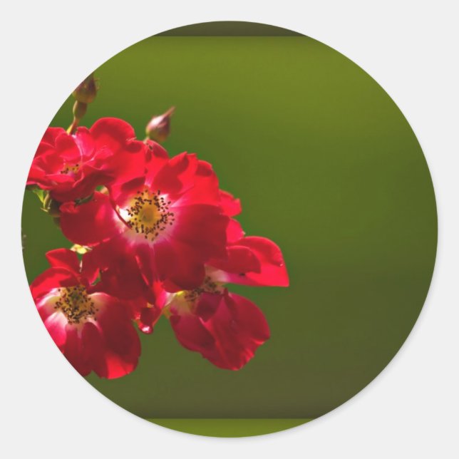 Aufkleber mit roter Blume (Vorderseite)