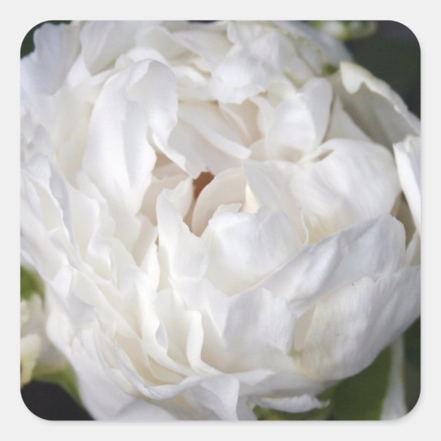 Aufkleber mit weißem Peony Floral Fotografy Square (Vorderseite)