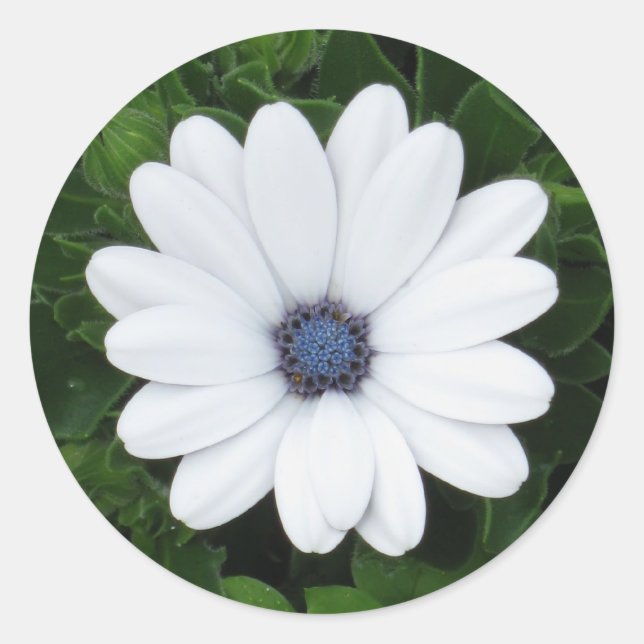 Aufkleber mit weißer Blume (Vorderseite)