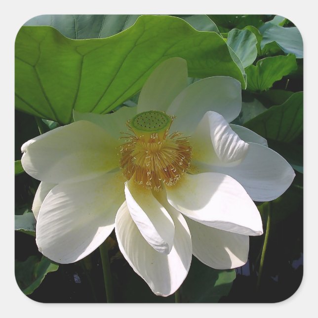Aufkleber mit weißer Lotus-Blume (Vorderseite)