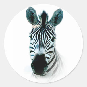 Aufkleber mit Zebra-Kopfportrait in Afrika