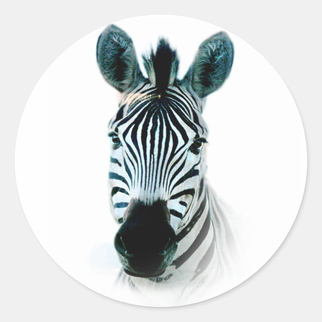 Aufkleber mit Zebra-Kopfportrait in Afrika (Vorderseite)