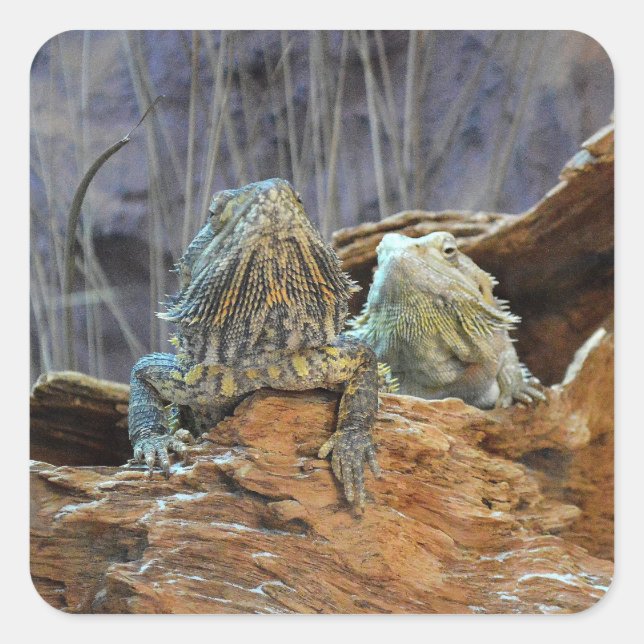 Aufkleber mit zwei seltsamen Eidechsen (Vorderseite)