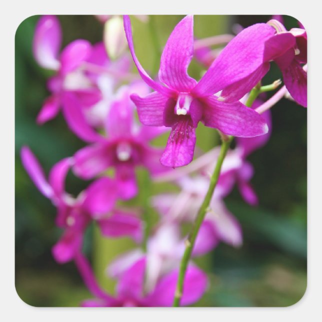 Aufkleber - Orchid in Cooktown (Vorderseite)