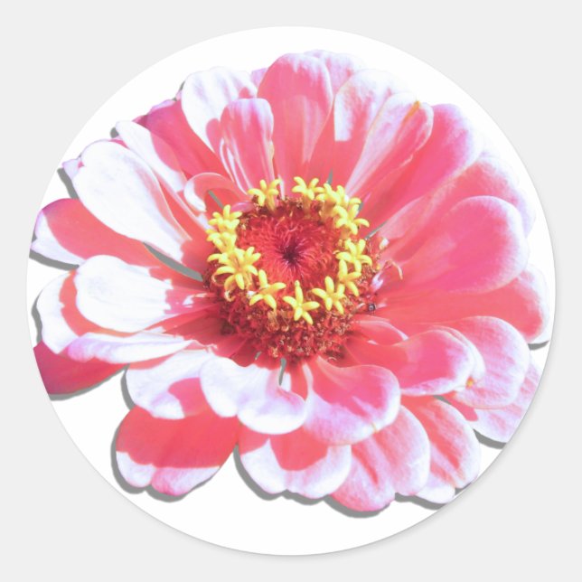 Aufkleber - Rosa Zinnia (Vorderseite)
