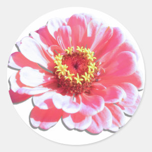 Aufkleber - Rosa Zinnia