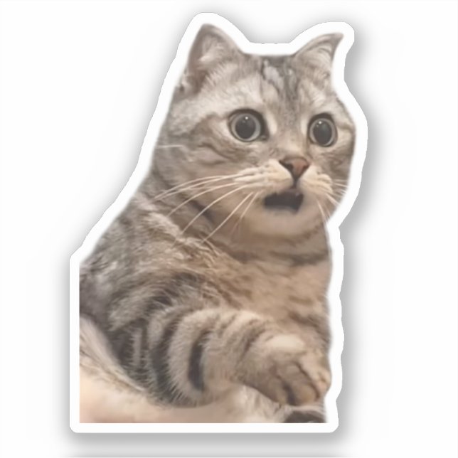 Aufkleber schockiert Cat Meme (Vorderseite)