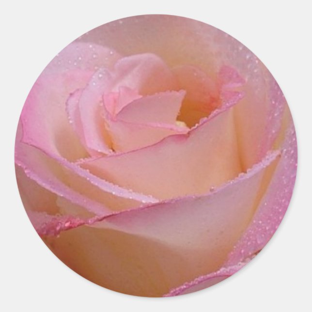Aufkleber Schöne Rosa Rose (Vorderseite)