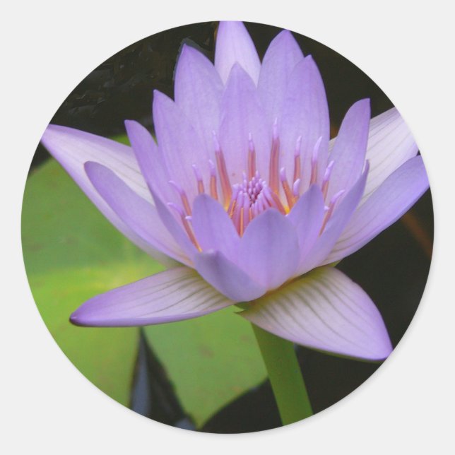 Aufkleber, Weichlavender-Wasserlilie Runder Aufkleber (Vorderseite)