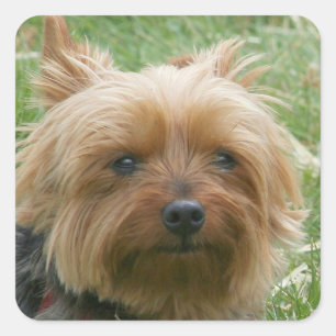 Aufkleber Yorkshires Terrier