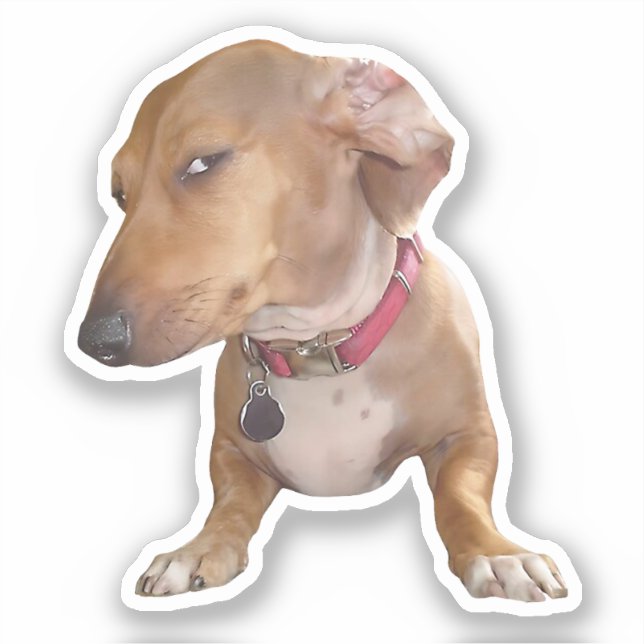 Aufkleberseite Auge Dog Meme Aufkleber (Vorderseite)