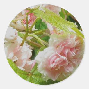 Aufklettern rosa Rosenaufkleber Runder Aufkleber