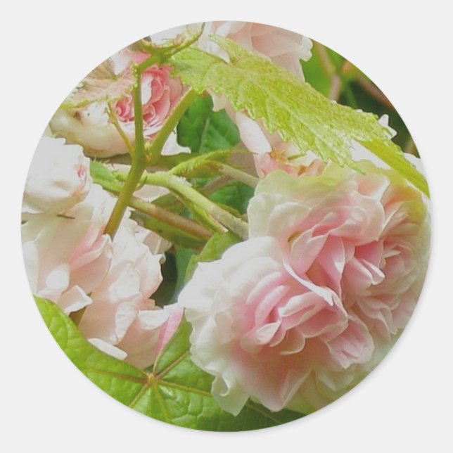 Aufklettern rosa Rosenaufkleber Runder Aufkleber (Vorderseite)
