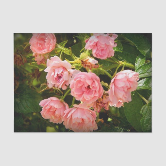 Aufkommendes Rosen-Geschenk-Gewebe Seidenpapier (Vorderseite)