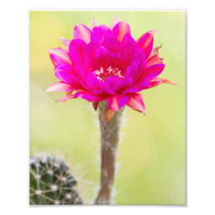 Aufregende Antimaterie Kaktus Blüte Fotodruck