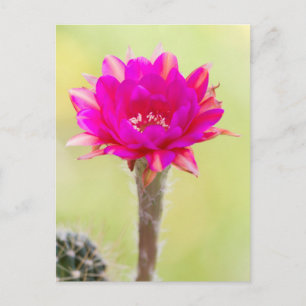 Aufregende Antimaterie Kaktus Blüte Postkarte