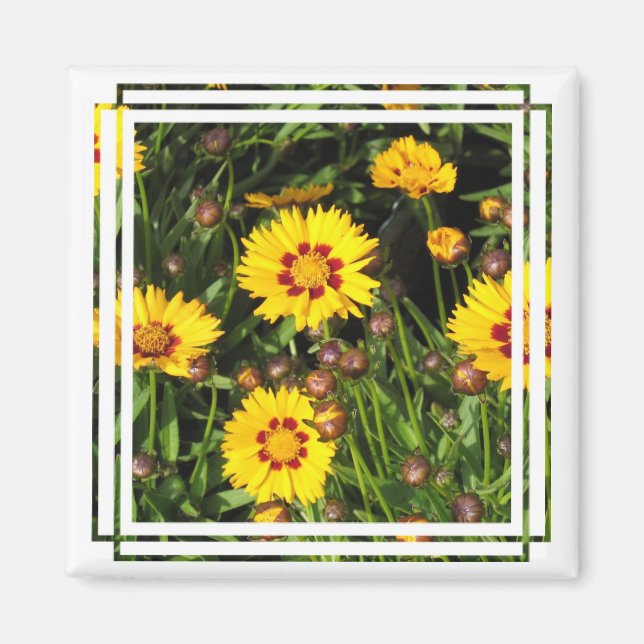 Aufsteigendes Sun Coreopsis Square Magnet (Vorne)