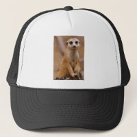 Aufstellung von Meerkat