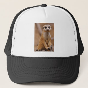 Aufstellung von Meerkat Truckerkappe