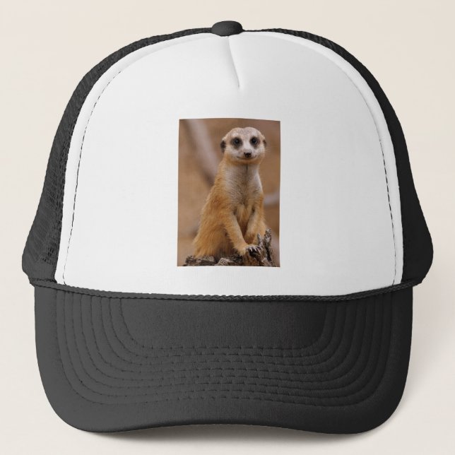 Aufstellung von Meerkat Truckerkappe (Vorderseite)