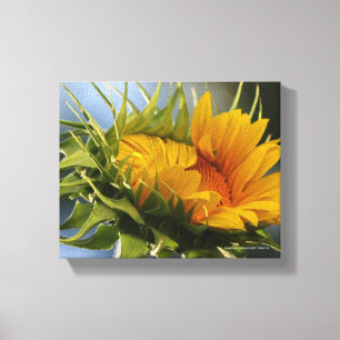 Auftauchende Sonnenblume Leinwanddruck
