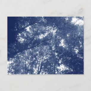 Aufwärts in den Bäumen - Cyanotypeffekt Postkarte